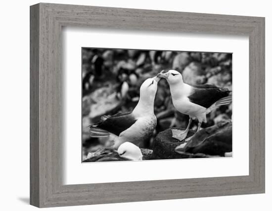 Falkland Islands, black and white photo of courtship behavior of black-browed albatross New Island-Howie Garber-Framed Photographic Print