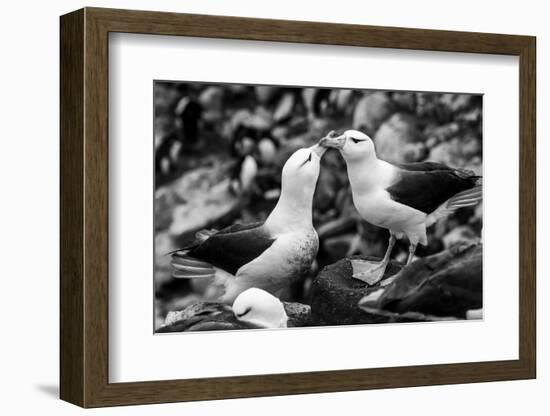 Falkland Islands, black and white photo of courtship behavior of black-browed albatross New Island-Howie Garber-Framed Photographic Print