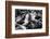 Falkland Islands, black and white photo of courtship behavior of black-browed albatross New Island-Howie Garber-Framed Photographic Print