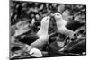 Falkland Islands, black and white photo of courtship behavior of black-browed albatross New Island-Howie Garber-Mounted Photographic Print