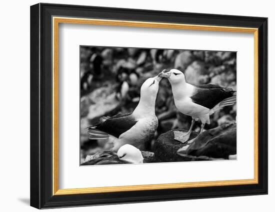 Falkland Islands, black and white photo of courtship behavior of black-browed albatross New Island-Howie Garber-Framed Photographic Print