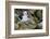 Falkland Islands, black-browed albatross on New Island-Howie Garber-Framed Photographic Print