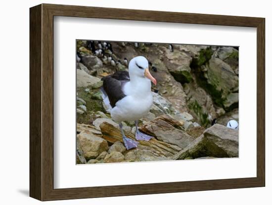 Falkland Islands, black-browed albatross on New Island-Howie Garber-Framed Photographic Print