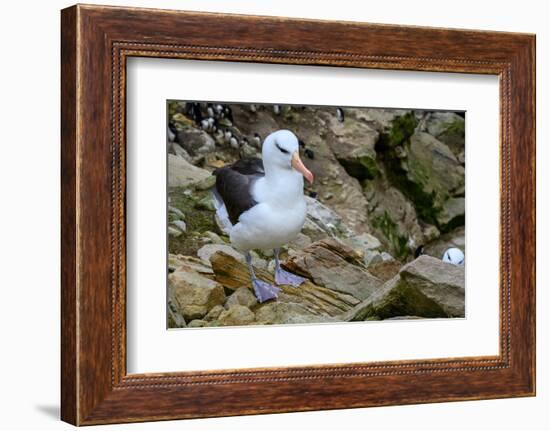 Falkland Islands, black-browed albatross on New Island-Howie Garber-Framed Photographic Print