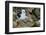 Falkland Islands, black-browed albatross on New Island-Howie Garber-Framed Photographic Print