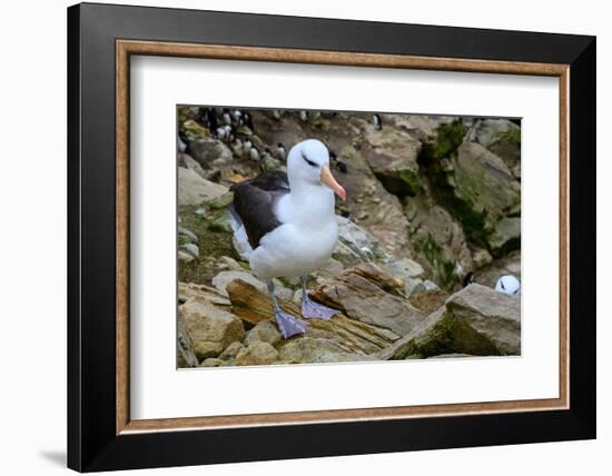 Falkland Islands, black-browed albatross on New Island-Howie Garber-Framed Photographic Print