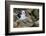 Falkland Islands, black-browed albatross on New Island-Howie Garber-Framed Photographic Print