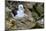 Falkland Islands, black-browed albatross on New Island-Howie Garber-Mounted Photographic Print