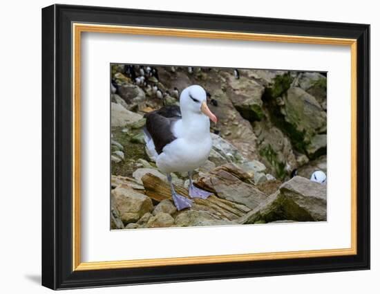 Falkland Islands, black-browed albatross on New Island-Howie Garber-Framed Photographic Print