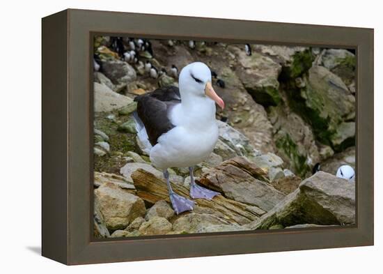 Falkland Islands, black-browed albatross on New Island-Howie Garber-Framed Premier Image Canvas