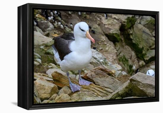 Falkland Islands, black-browed albatross on New Island-Howie Garber-Framed Premier Image Canvas