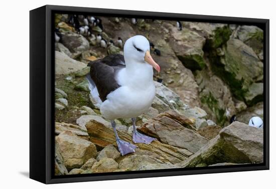 Falkland Islands, black-browed albatross on New Island-Howie Garber-Framed Premier Image Canvas