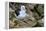 Falkland Islands, black-browed albatross on New Island-Howie Garber-Framed Premier Image Canvas