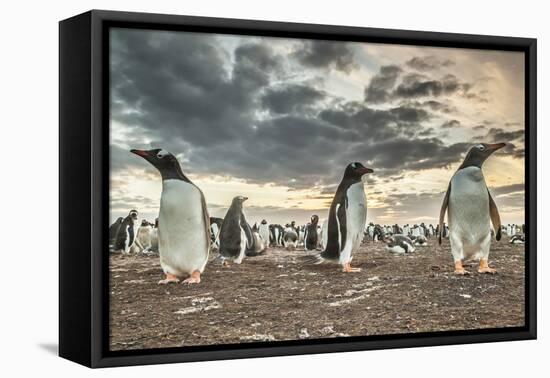 Falkland Islands, Bleaker Island. Gentoo penguin colony at sunset.-Jaynes Gallery-Framed Premier Image Canvas