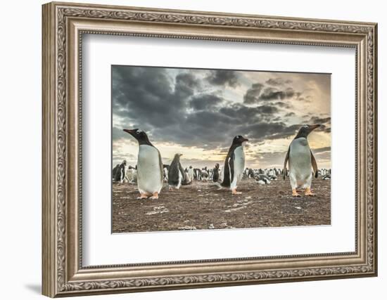 Falkland Islands, Bleaker Island. Gentoo penguin colony at sunset.-Jaynes Gallery-Framed Photographic Print