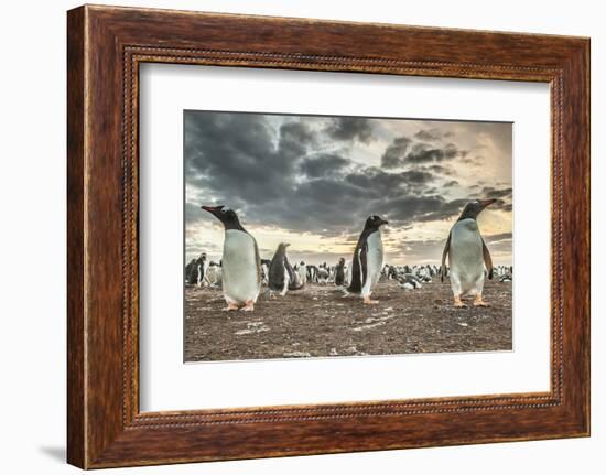 Falkland Islands, Bleaker Island. Gentoo penguin colony at sunset.-Jaynes Gallery-Framed Photographic Print