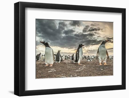 Falkland Islands, Bleaker Island. Gentoo penguin colony at sunset.-Jaynes Gallery-Framed Photographic Print
