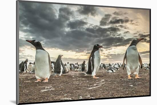 Falkland Islands, Bleaker Island. Gentoo penguin colony at sunset.-Jaynes Gallery-Mounted Photographic Print