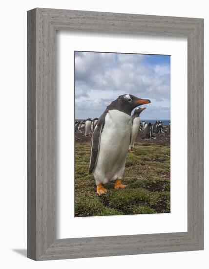 Falkland Islands, Bleaker Island. Gentoo Penguin Colony-Cathy & Gordon Illg-Framed Photographic Print