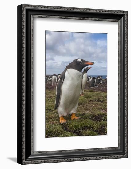 Falkland Islands, Bleaker Island. Gentoo Penguin Colony-Cathy & Gordon Illg-Framed Photographic Print