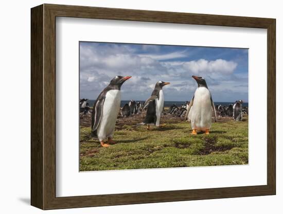 Falkland Islands, Bleaker Island. Gentoo Penguin Colony-Cathy & Gordon Illg-Framed Photographic Print