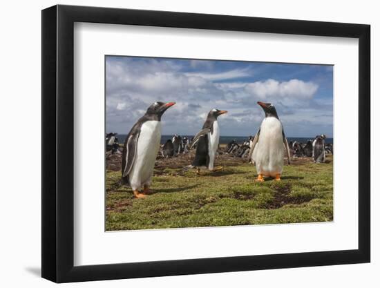 Falkland Islands, Bleaker Island. Gentoo Penguin Colony-Cathy & Gordon Illg-Framed Photographic Print