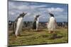 Falkland Islands, Bleaker Island. Gentoo Penguin Colony-Cathy & Gordon Illg-Mounted Photographic Print