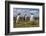 Falkland Islands, Bleaker Island. Gentoo Penguin Colony-Cathy & Gordon Illg-Framed Photographic Print