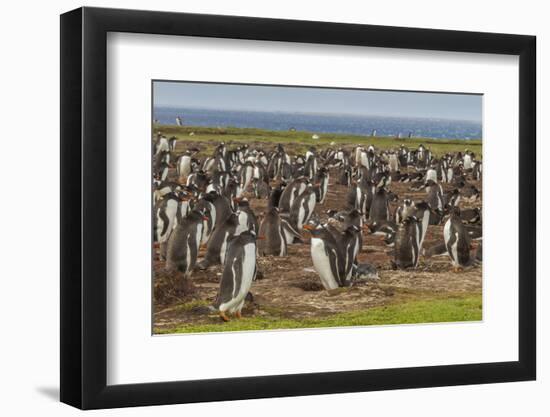 Falkland Islands, Bleaker Island. Gentoo Penguin Colony-Cathy & Gordon Illg-Framed Photographic Print