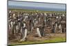 Falkland Islands, Bleaker Island. Gentoo Penguin Colony-Cathy & Gordon Illg-Mounted Photographic Print