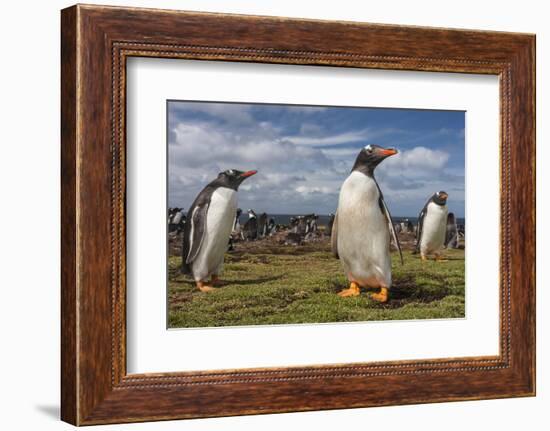 Falkland Islands, Bleaker Island. Gentoo Penguin Colony-Cathy & Gordon Illg-Framed Photographic Print