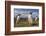 Falkland Islands, Bleaker Island. Gentoo Penguin Colony-Cathy & Gordon Illg-Framed Photographic Print