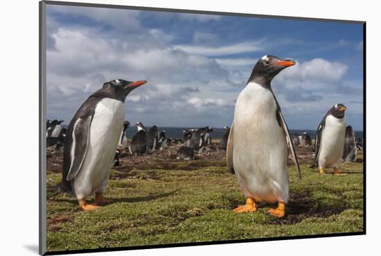 Falkland Islands, Bleaker Island. Gentoo Penguin Colony-Cathy & Gordon Illg-Mounted Photographic Print