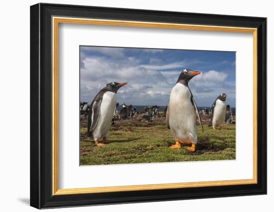 Falkland Islands, Bleaker Island. Gentoo Penguin Colony-Cathy & Gordon Illg-Framed Photographic Print