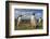 Falkland Islands, Bleaker Island. Gentoo Penguin Colony-Cathy & Gordon Illg-Framed Photographic Print