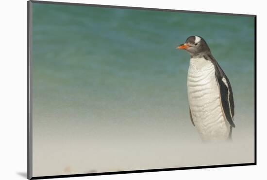 Falkland Islands, Bleaker Island. Gentoo Penguin on the Beach-Cathy & Gordon Illg-Mounted Photographic Print