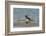 Falkland Islands, Bleaker Island. Gentoo Penguin Surfing-Cathy & Gordon Illg-Framed Photographic Print