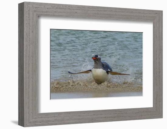 Falkland Islands, Bleaker Island. Gentoo Penguin Surfing-Cathy & Gordon Illg-Framed Photographic Print