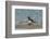 Falkland Islands, Bleaker Island. Gentoo Penguin Surfing-Cathy & Gordon Illg-Framed Photographic Print