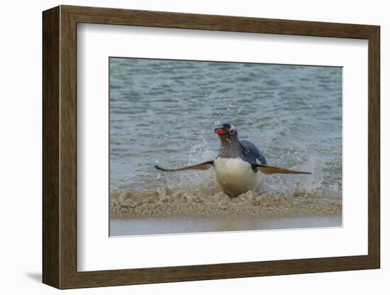 Falkland Islands, Bleaker Island. Gentoo Penguin Surfing-Cathy & Gordon Illg-Framed Photographic Print