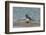 Falkland Islands, Bleaker Island. Gentoo Penguin Surfing-Cathy & Gordon Illg-Framed Photographic Print