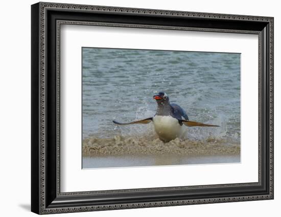 Falkland Islands, Bleaker Island. Gentoo Penguin Surfing-Cathy & Gordon Illg-Framed Photographic Print