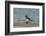 Falkland Islands, Bleaker Island. Gentoo Penguin Surfing-Cathy & Gordon Illg-Framed Photographic Print