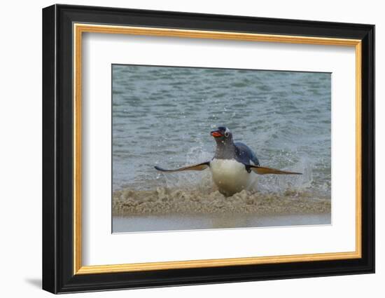 Falkland Islands, Bleaker Island. Gentoo Penguin Surfing-Cathy & Gordon Illg-Framed Photographic Print