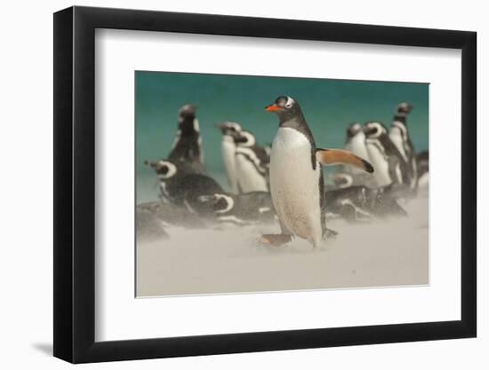 Falkland Islands, Bleaker Island. Gentoo Penguins and Blowing Sand-Cathy & Gordon Illg-Framed Photographic Print