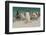 Falkland Islands, Bleaker Island. Gentoo Penguins and Blowing Sand-Cathy & Gordon Illg-Framed Photographic Print