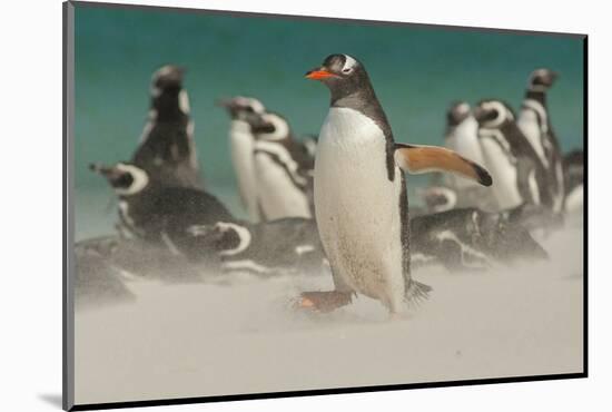 Falkland Islands, Bleaker Island. Gentoo Penguins and Blowing Sand-Cathy & Gordon Illg-Mounted Photographic Print