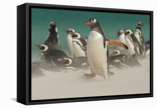 Falkland Islands, Bleaker Island. Gentoo Penguins and Blowing Sand-Cathy & Gordon Illg-Framed Premier Image Canvas