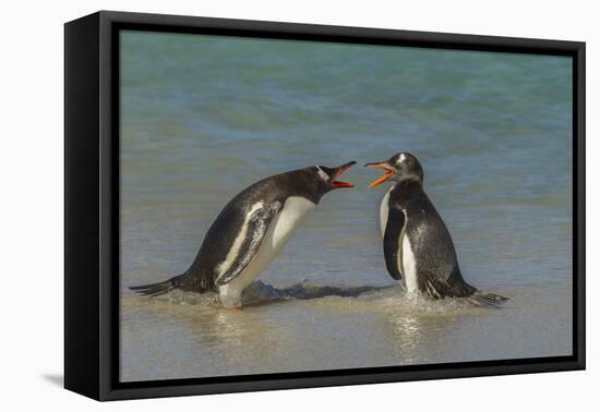 Falkland Islands, Bleaker Island. Gentoo Penguins Arguing-Cathy & Gordon Illg-Framed Premier Image Canvas