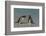 Falkland Islands, Bleaker Island. Gentoo Penguins Arguing-Cathy & Gordon Illg-Framed Photographic Print